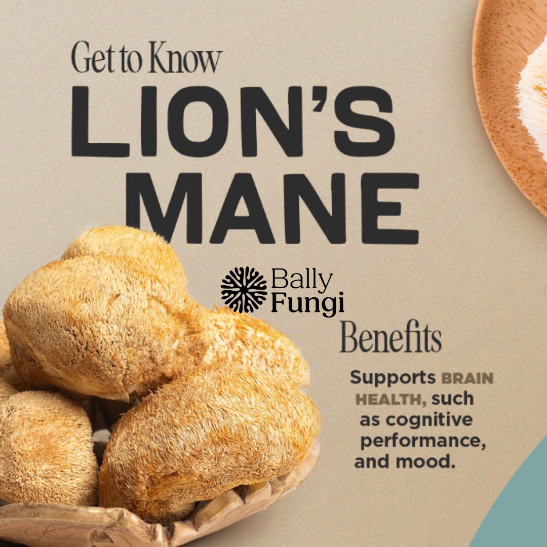 50g Dried Lion's Mane Mushroom – A premium pack of whole dried Lion's Mane. Placed on a clean, gourmet background with fresh Lion’s Mane mushrooms, symbolizing brain health, longevity, and culinary excellence.