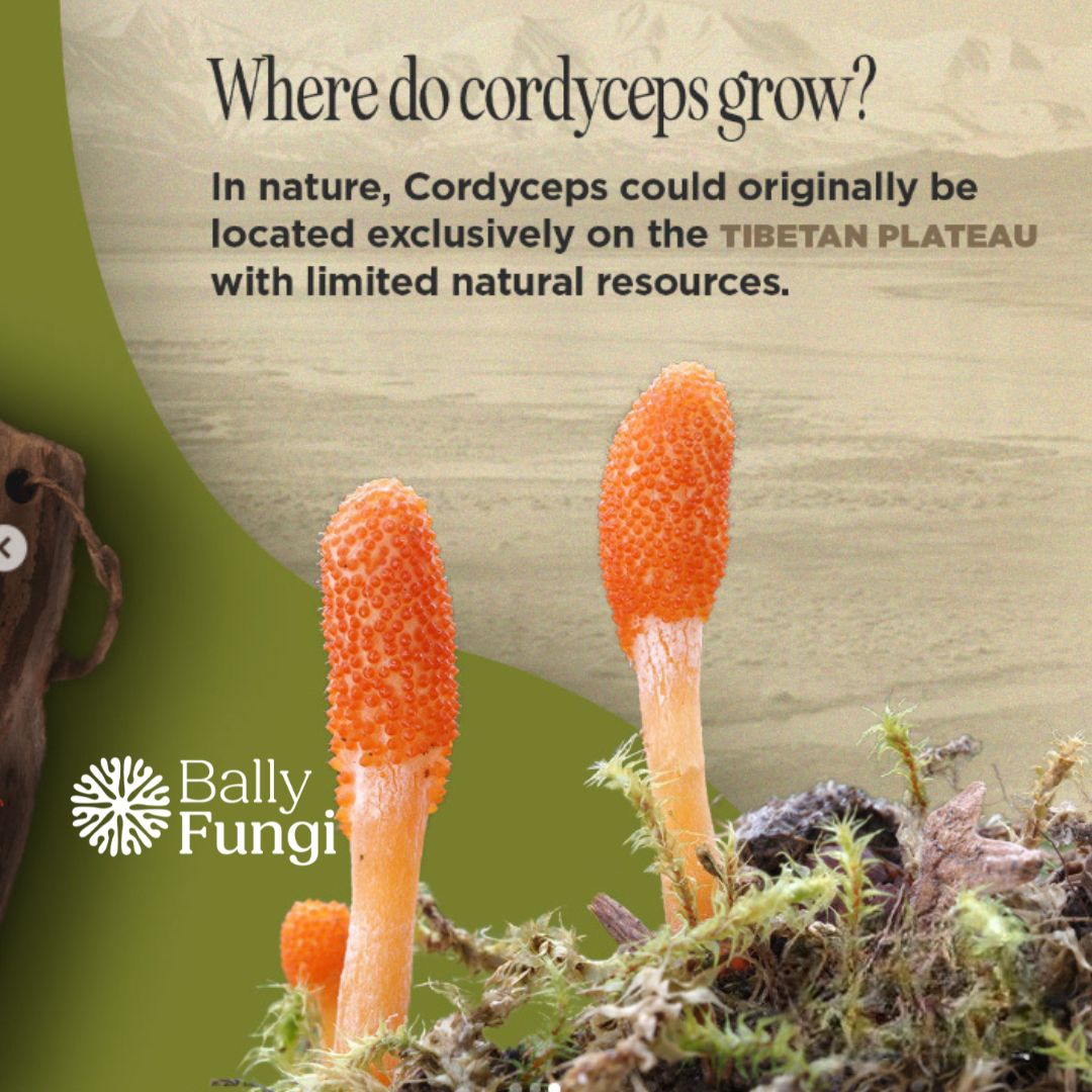 100g Cordyceps Militaris – A premium pack of whole dried Cordyceps fruiting body. Placed on a clean, earthy background with natural Cordyceps mushrooms, symbolizing endurance, focus, and peak performance.