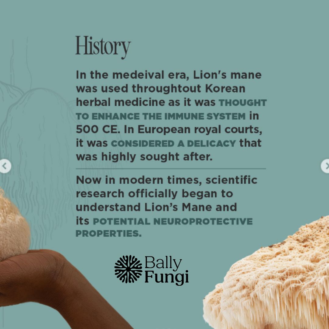 50g Dried Lion's Mane Mushroom – A premium pack of whole dried Lion's Mane. Placed on a clean, gourmet background with fresh Lion’s Mane mushrooms, symbolizing brain health, longevity, and culinary excellence.