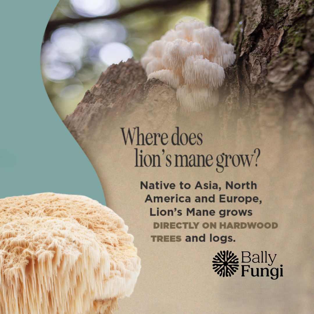 50g Dried Lion's Mane Mushroom – A premium pack of whole dried Lion's Mane. Placed on a clean, gourmet background with fresh Lion’s Mane mushrooms, symbolizing brain health, longevity, and culinary excellence.