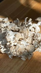 Dual-Form Mushroom Bundle – A premium 1kg selection of powdered & whole dried fruiting body mushrooms. Placed on a clean, natural background with fresh and powdered mushrooms, symbolizing versatility, quality, and holistic wellness.