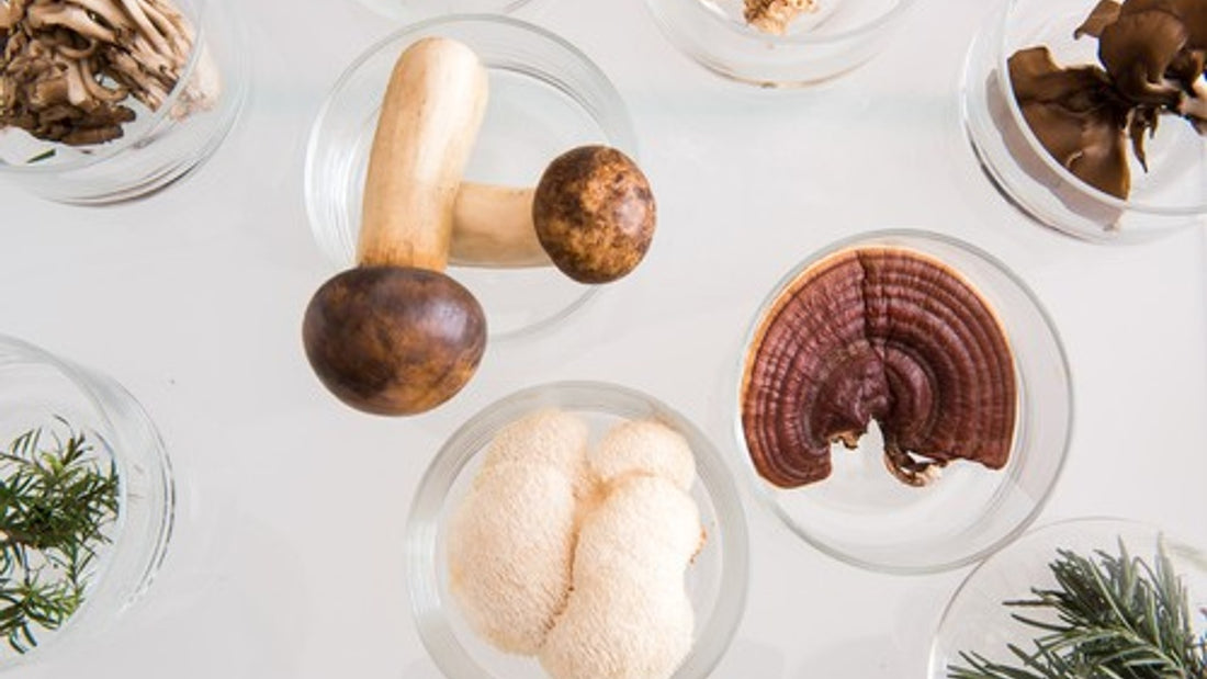 "Empowering Women's Wellness: The Role of Medicinal Mushrooms in Menopause Support"