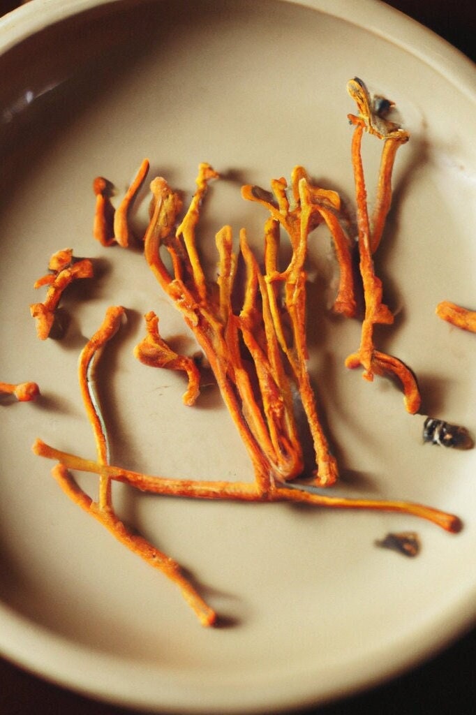 100 gram Cordyceps Militaris Mushroom - 100% Whole Dried Fruiting Body Only - Organic