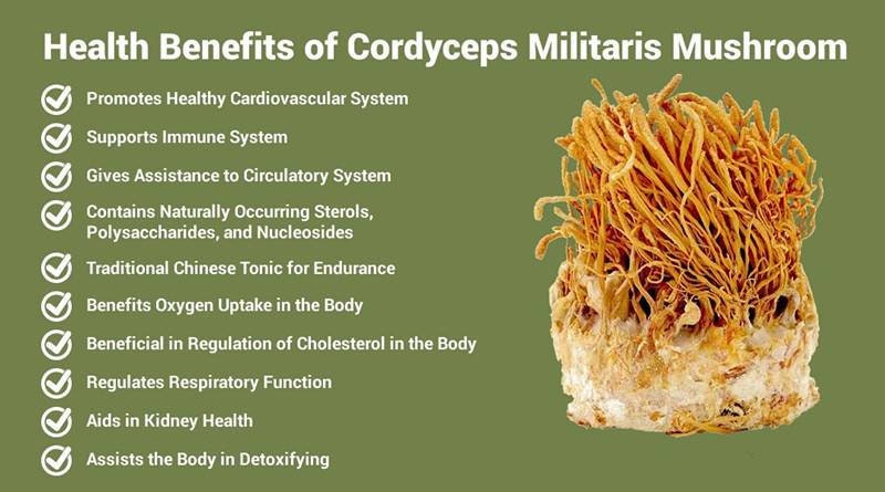 100 gram Cordyceps Militaris Mushroom - 100% Whole Dried Fruiting Body Only - Organic