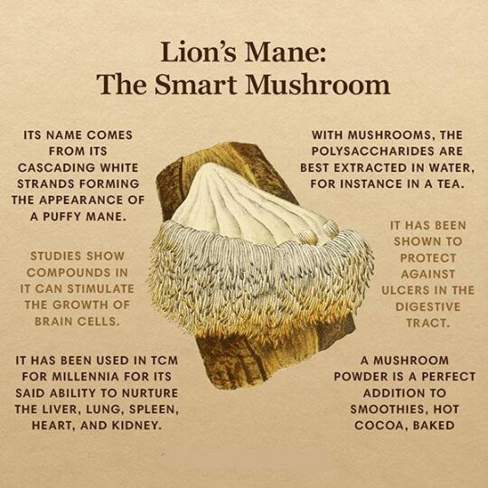 50 gram Dried Lion's Mane  Mushroom